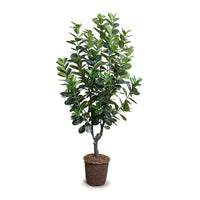 Realistic fake Japanese Fukuji rubber tree