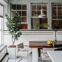 6.5 foot fake rubber tree in dining room