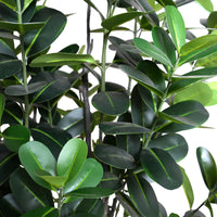 Leaves of faux Japanese Fukuji Rubber Tree