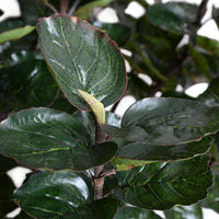 Leaves of faux Aralia Balfouriana tree