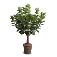 High-quality 5 foot faux Aralia Balfouriana tree