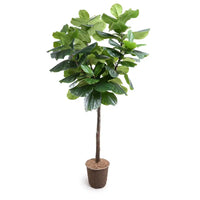 Faux Fiddle Leaf Fig Tree - 7.5 Foot
