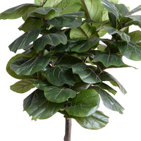 Leaves of fake fiddle leaf fig tree