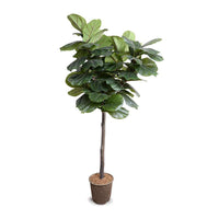 Faux Fiddle Leaf Fig Tree - 6.5 Foot
