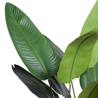 Leaves of Traveller's fake palm tree
