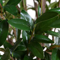 Faux Camellia Tree - 8 Foot