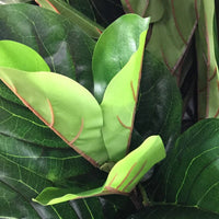 Realistic looking fake fiddle leaf fig tree