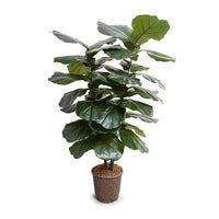 high quality fake fiddle leaf fig tree