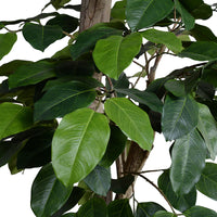 Indoor banyan tree