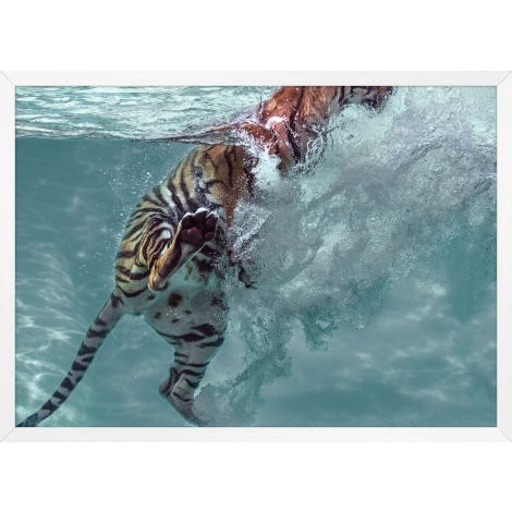 Tiger Swim 1 by Mat Sanders Photograph Artwork White Frame - 51 x 37