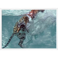 Tiger Swim 1 by Mat Sanders Photograph Artwork White Frame - 51 x 37