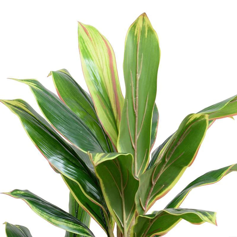 faux dracaena marginata Faux Yellow Green Dracaena Plant in Round Pot