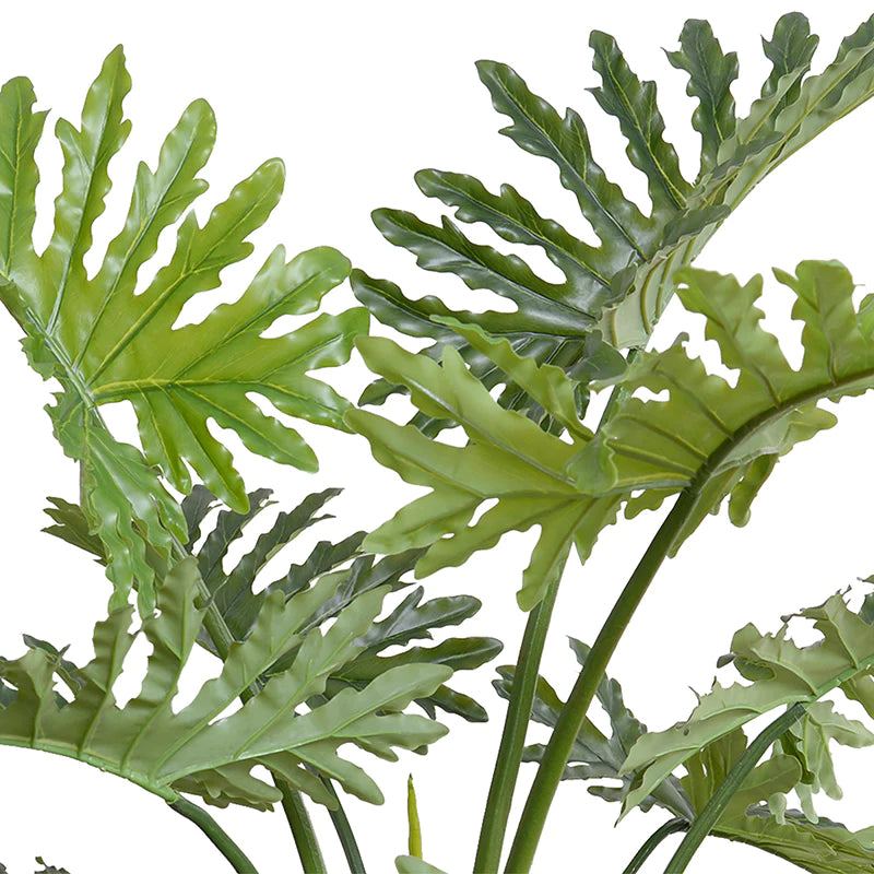 Leaves of fake philodendron selloum tree