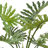 Leaves of fake philodendron selloum tree