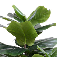 Leaves of 50 inch fake fiddle leaf fig plant