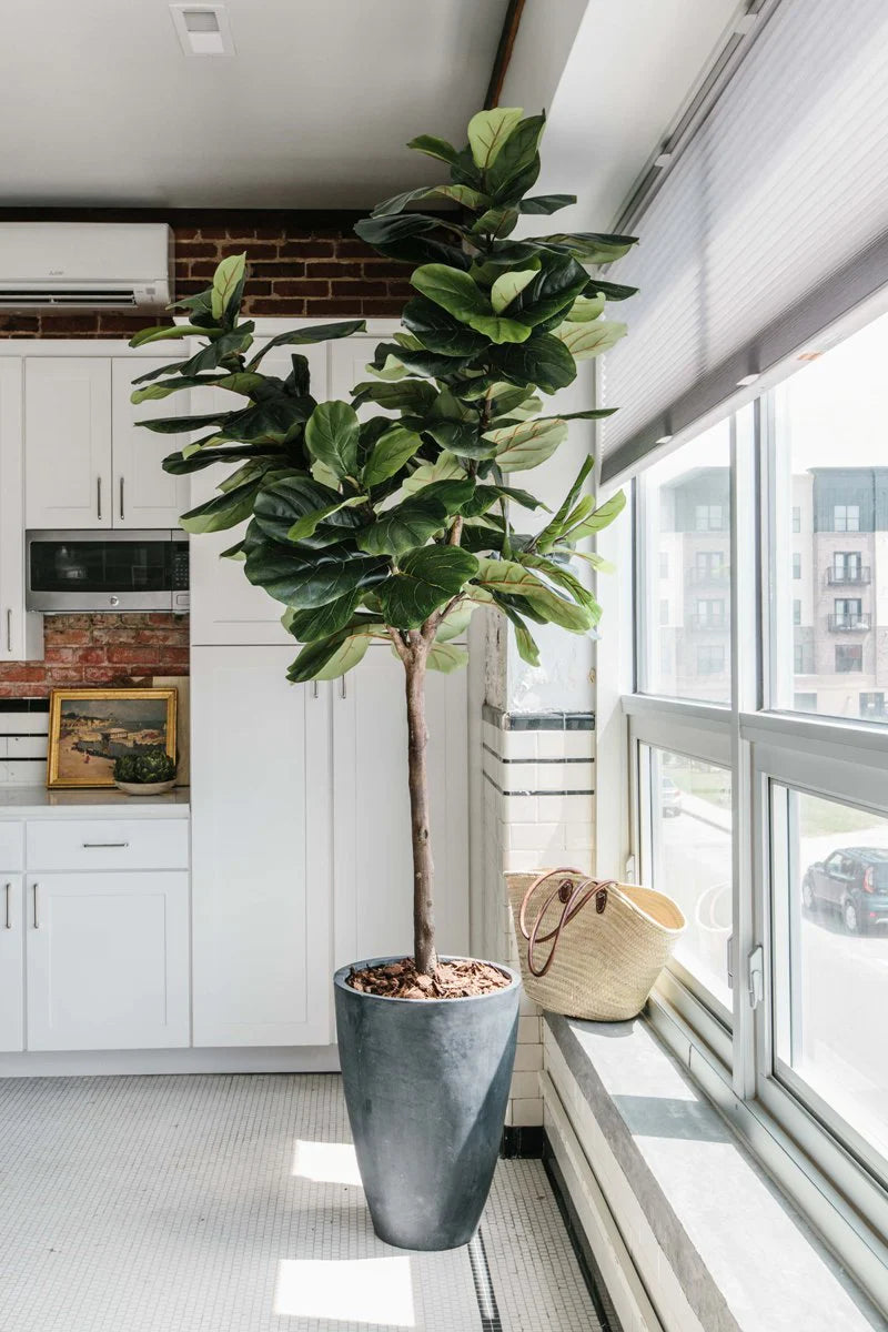 Fake fiddle leaf fig tree in apartment