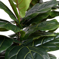 Leaves of faux fiddle leaf fig tree