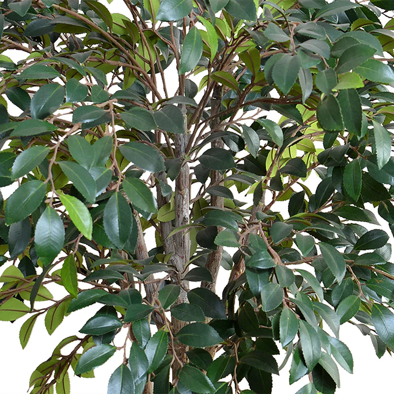 Faux Ruscus tree with natural trunk