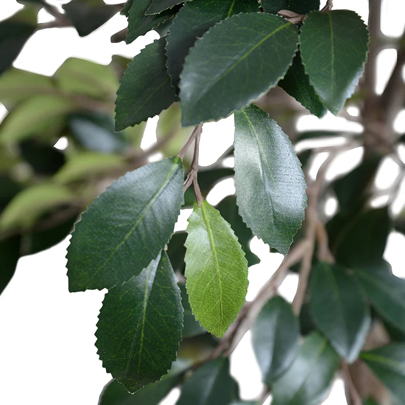 Leaves of artificial Ruscus tree