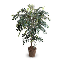 Faux Ruscus Tree with Natural Trunk - 56 Inch