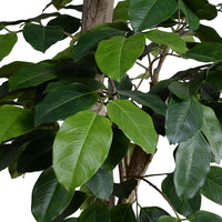 Faux Banyan Tree with Natural Trunk - 8 Foot