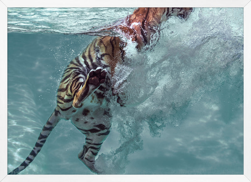 Tiger Swim 1 by Mat Sanders Photograph Artwork White Frame - 51 x 37